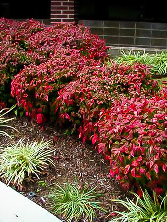 Firepower Nandina