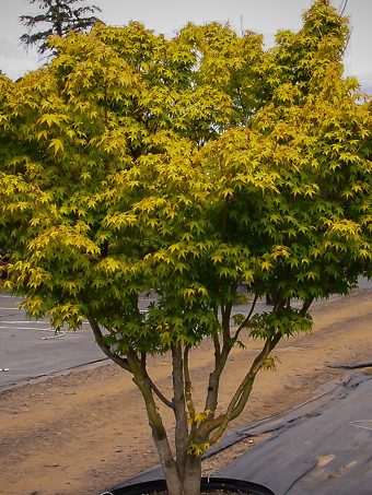 Katsura Japanese Maple