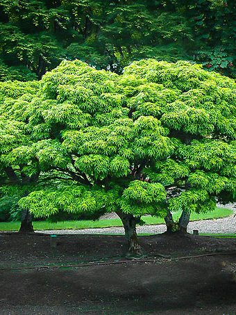 Sharps Pygmy Japanese Maple