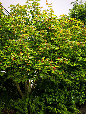 Japanese Vine Maple