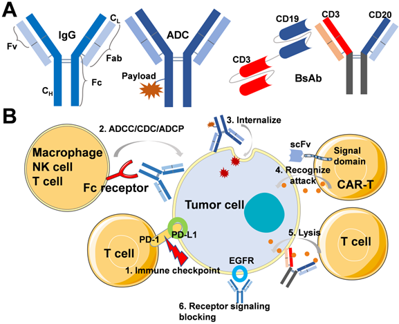 Theranostics Image