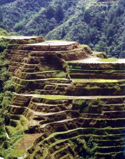 Mt. Banaue Rice Terraces 