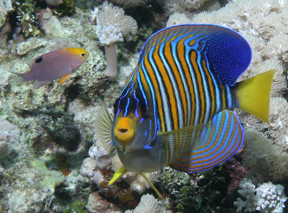 Underwater Marine Treasures