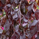 Purple Fountain Weeping Purple Beech Tree, Fagus Sylvatica Purple Fountain **FREE UK MAINLAND DELIVERY** + FREE 3 YEAR TREE WARRANTY ***