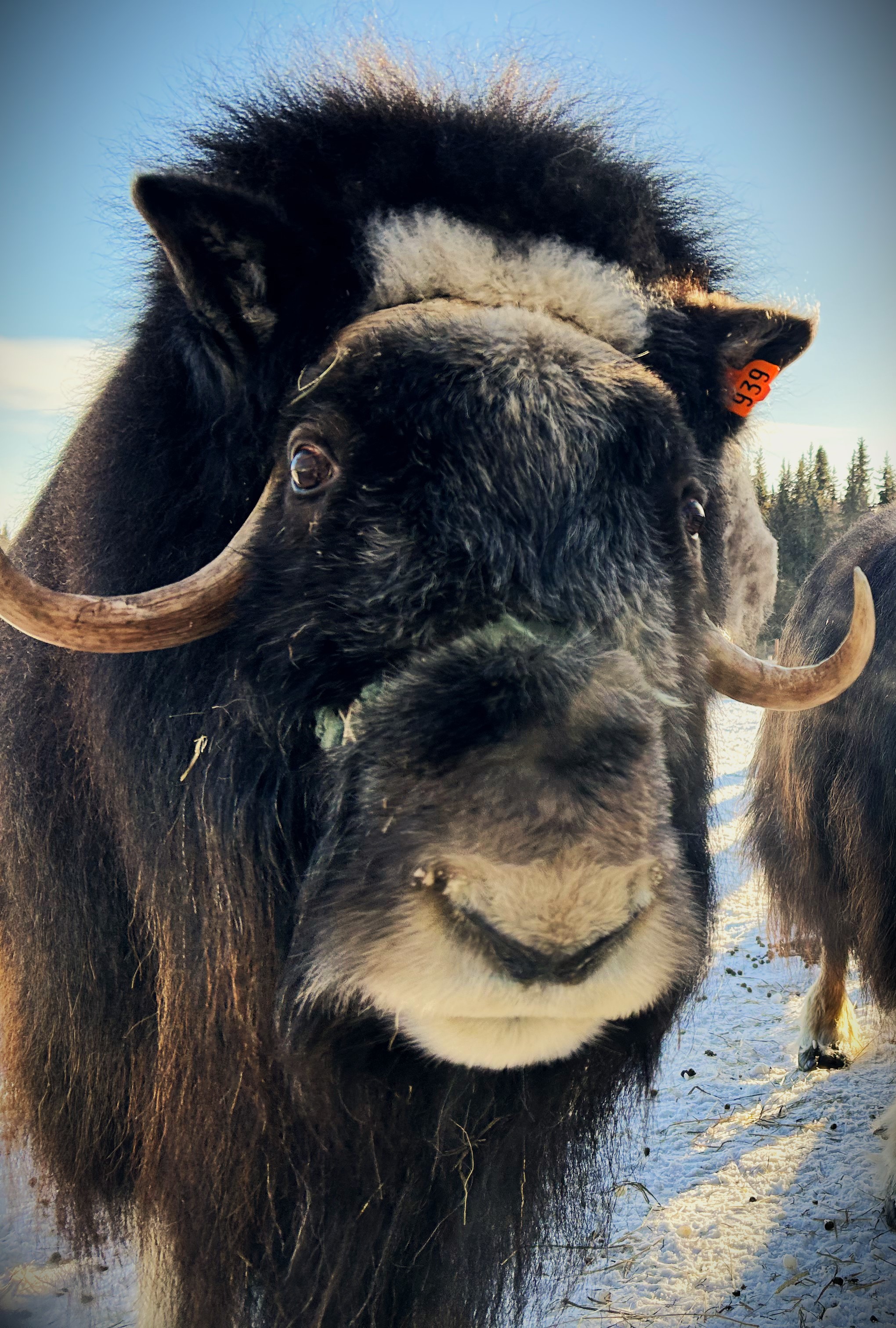 A muskox at the Large Animal Research Station.