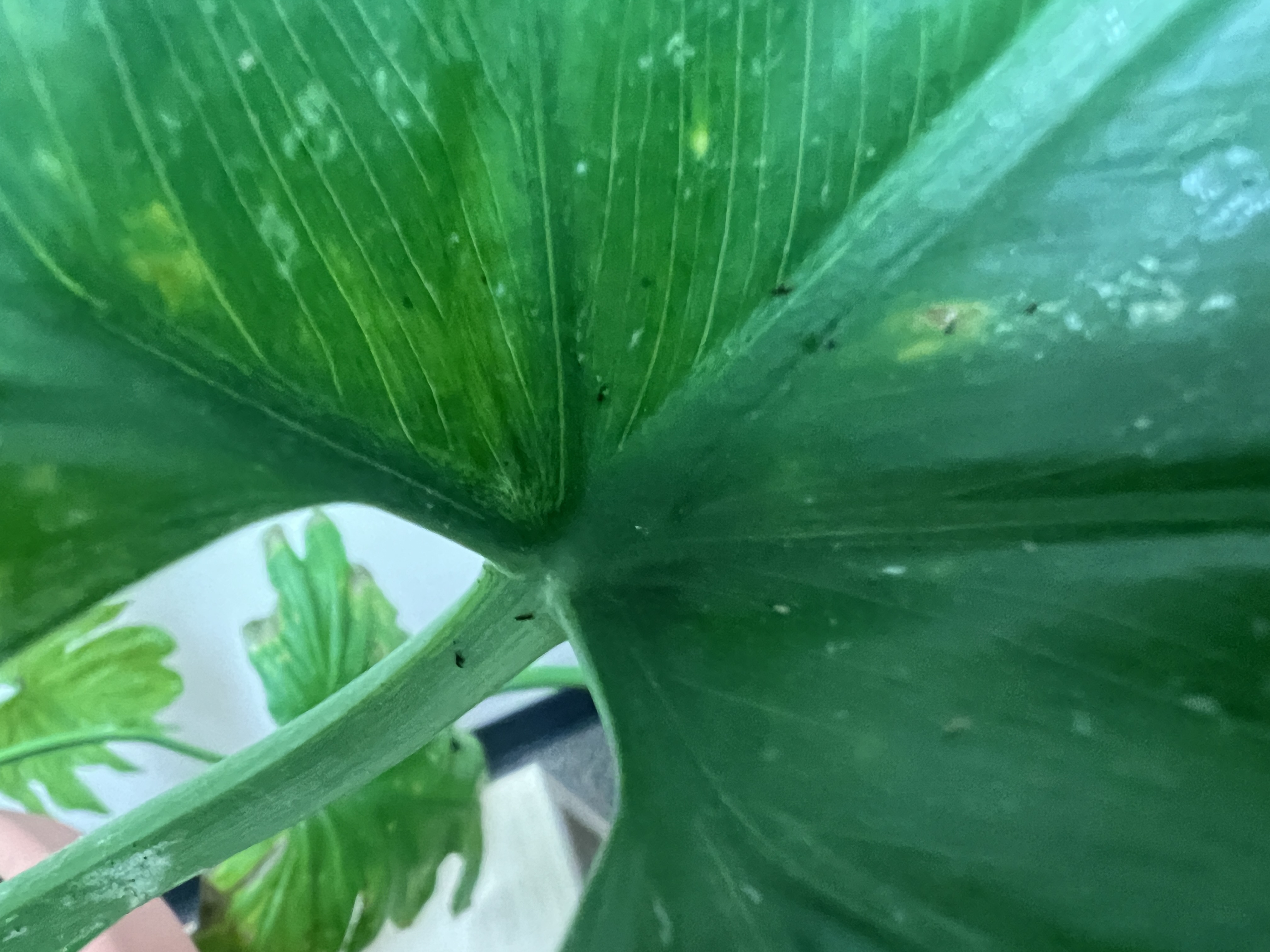 Small dots on a large leaf that indicate an indoor thrips infestation on a philodendron plant.