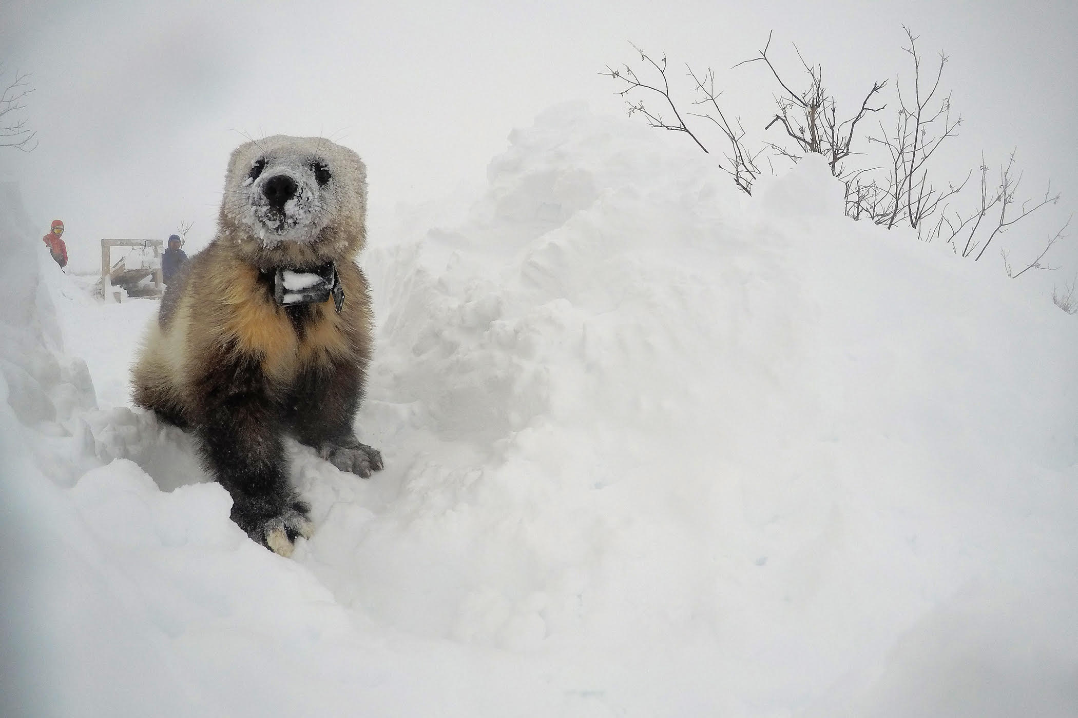 A wolverine with a radio collar for tracking digs into the snow as researchers stand behind it.