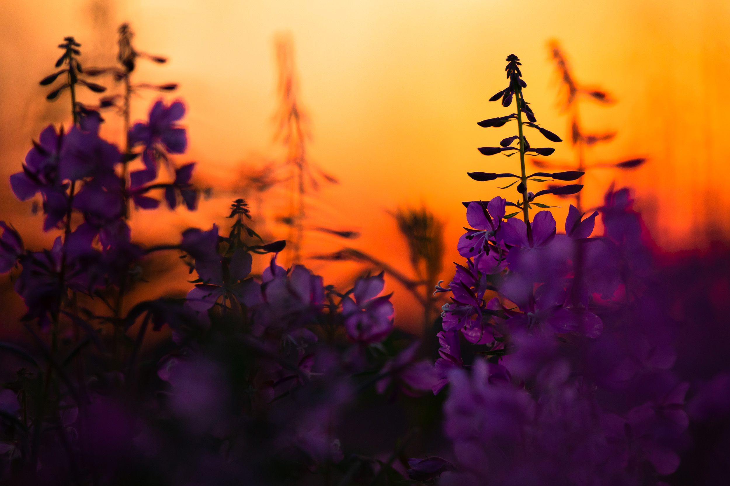 Backlit fireweed during an Alaskan sunset. USFWS photo by Lisa Hupp.