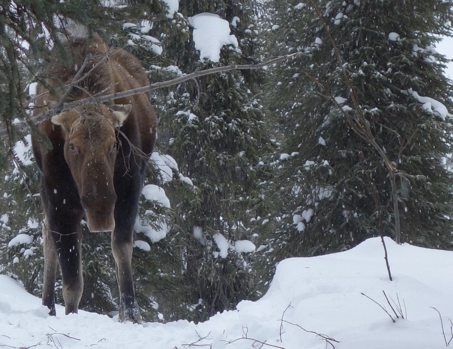 Be aware of a moose's body posture. If a moose lays its ears back or raises its hackles (the hairs on its hump), it’s a sign that it is angry or afraid and may charge.