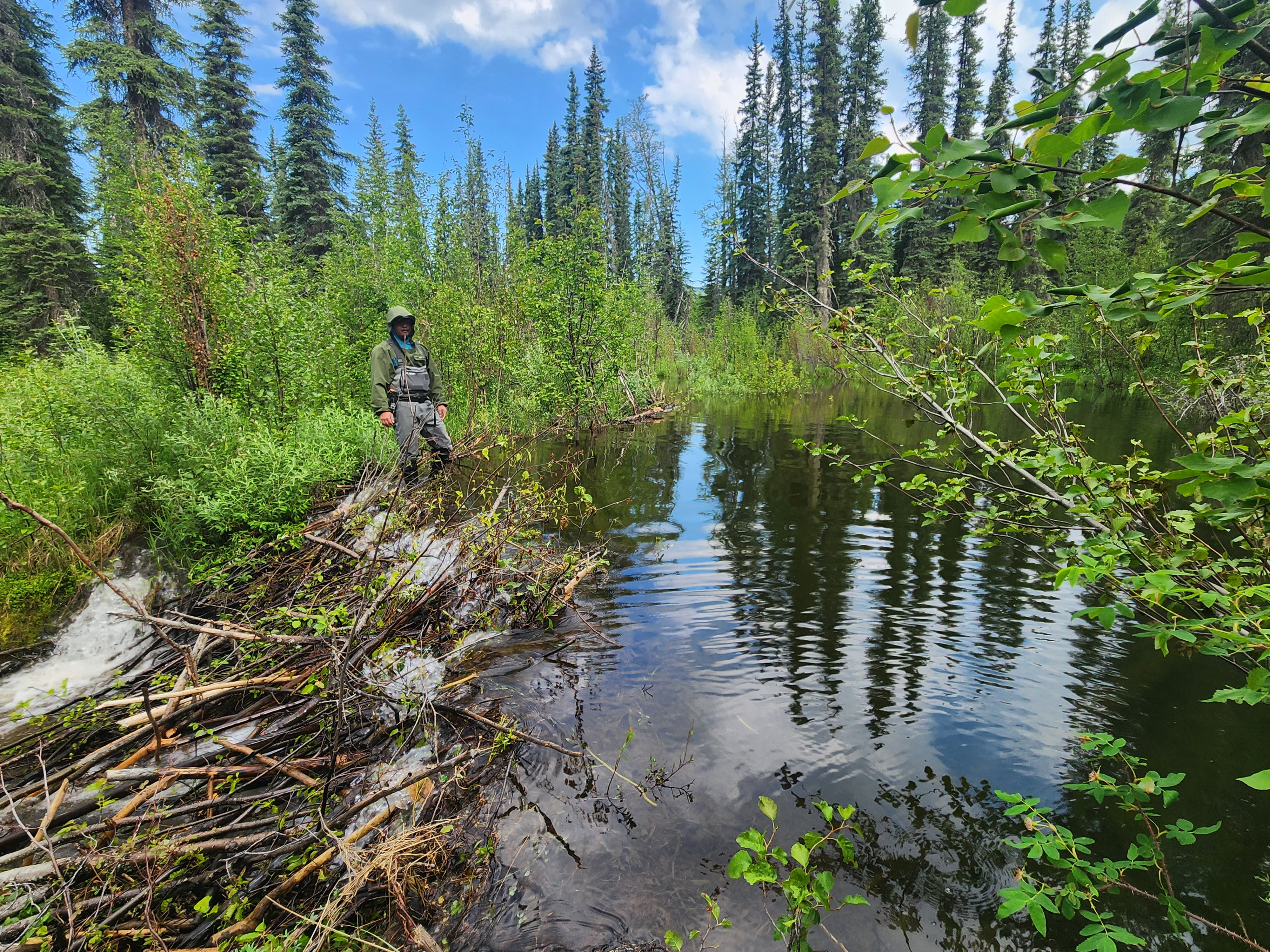 Undergraduate URSA student Paul Lecheung assesses the beaver dam at the field study site in the Caribou-Poker Creek research watershed.