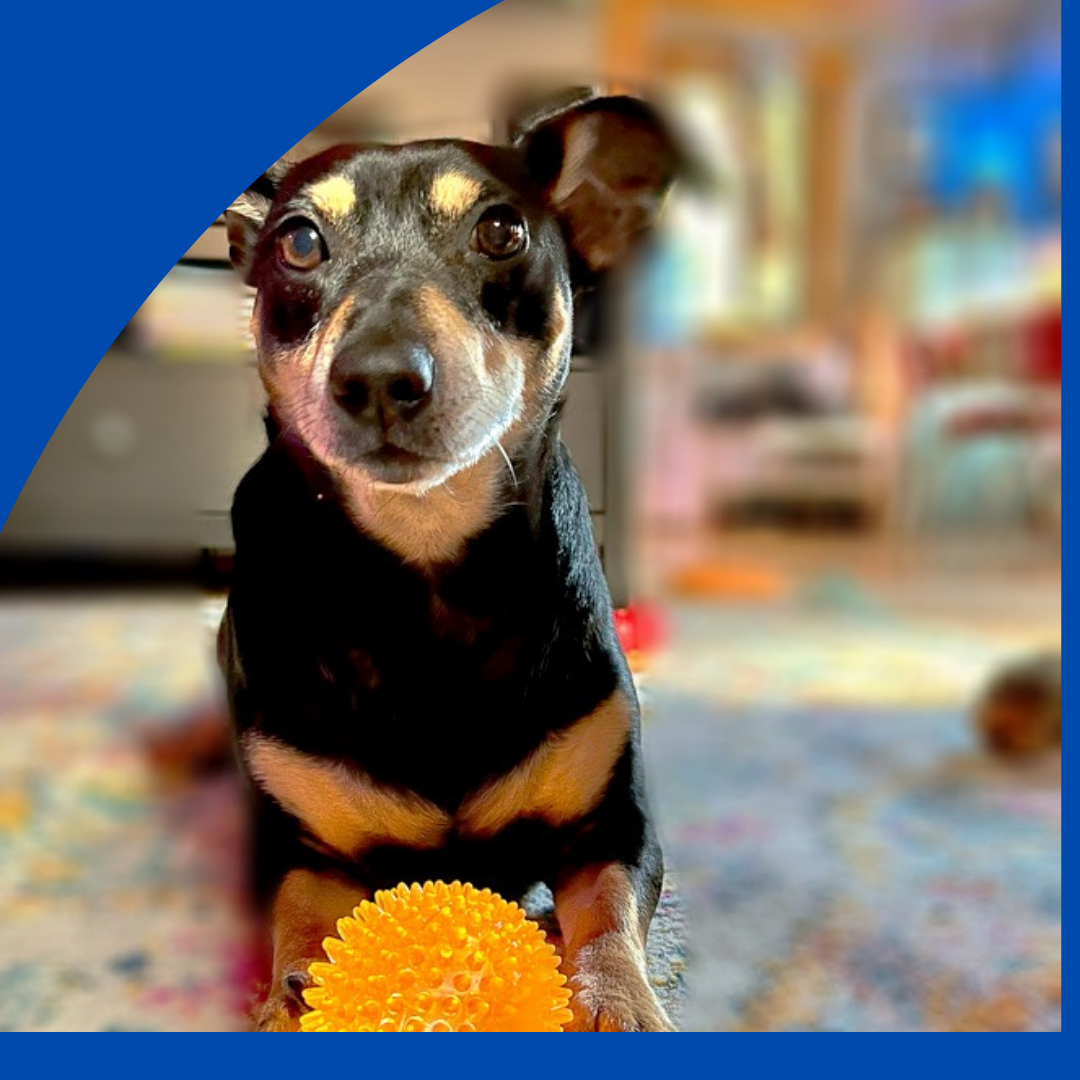 A small dog sitting with a yellow toy ball looks forward during a photo.