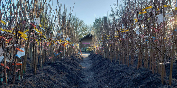 Bare root fruit trees at Urban Tree Farm Nursery