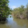 Lake between the Forest in Pichavaram