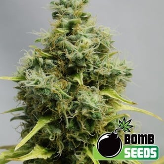 Big Bomb (Bomb Seeds) féminisée