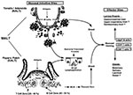 Thumbnail of M cells and the induction of mucosal immunity. M cells are present in mucosal inductive sites in both the intestinal and upper respiratory tract, specifically in Peyers patches and the nasal-associated lymphoid tissue, the tonsils and adenoids. M cells are thought to play an important role in antigen processing and possibly the induction of antigen-specific mucosal immunity in mucosal effector sites. Sites followed by question marks are presumed sites since limited data are availabl