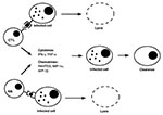 Thumbnail of Pathways of intracellular pathogen clearance from infected cells by cytotoxic cells. Intracellular pathogen-derived antigens complexed to MHC class I molecules are recognized by CTLs, while NK cells recognize the absence or suppressed levels of MHC class I molecules on infected cells. Activated cytotoxic cells deliver apoptotic signals through Fas ligand and perforin to infected cells. They also secrete cytokines (IFN-gð, TNF-að) and chemokines (Rantes, MIP-1að, MIP-1bð) to inhibit