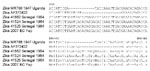 Thumbnail of Alignment of nucleotide and amino acid sequences adjacent to the envelope (ENV)–154 glycosylation site of Zika virus strains. Dashes indicate deletions. EC, epidemic consensus.