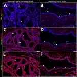 Unaffected region of the mammary gland from a US dairy cow infected with highly pathogenic avian influenza A(H5N1) virus, labeled with IAV-Np (yellow pseudocolor, DyLight 594), individually duplexed with MAL-I (red pseudocolor, Alexa Fluor 647), MAL-II (red pseudocolor, Alexa Fluor 647), and SNA (red pseudocolor, Alexa Fluor 647) using fluorescent staining. Representative merged images of IAV-Np/MAL-I (A, B), IAV-Np/MAL-II (C, D), and IAV-Np/SNA (E, F). IAV-Np labeling was not detected within unaffected mammary gland tissue sections. MAL-I labeling was neither observed in the epithelial cells (white arrows) lining the secretory alveoli (A) nor on the epithelial cells (white arrowheads) lining the interlobular ducts (B). Intense, apical, fibrillary MAL-II labeling was observed in the epithelial cells (white arrows) lining the secretory alveoli of unaffected mammary glands (C). MAL-II labeling was not observed in the epithelial cells (arrowheads) lining the interlobular ducts (D). Intense, apical, granular, membranous to cytoplasmic SNA labeling in the epithelial cells lining (white arrows) the secretory alveoli (E) and lining the interlobular ducts (arrowheads) (F) was observed. Scale bars indicate 50 μm. IAV-Np, influenza A virus nucleoprotein; MAL, Maackia amurensis lectin; SNA, Sambucus nigra lectin.