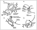 Thumbnail of Four mechanisms of bacterial adherence where anti-adhesin vaccines could potentially block colonization and infection. A shows pili or fibrillae protruding from the bacterial surface. These proteinaceous appendages bind to host cell surface molecules, usually carbohydrates, by adhesin proteins located at the distal tip of the pilus/fibrillar organelle. Antibodies targeting the adhesin protein block the bacterial/host interaction. B demonstrates a similar process of bacterial/epithel