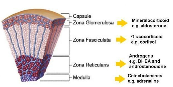 Adrenal Gland Layers And Hormones