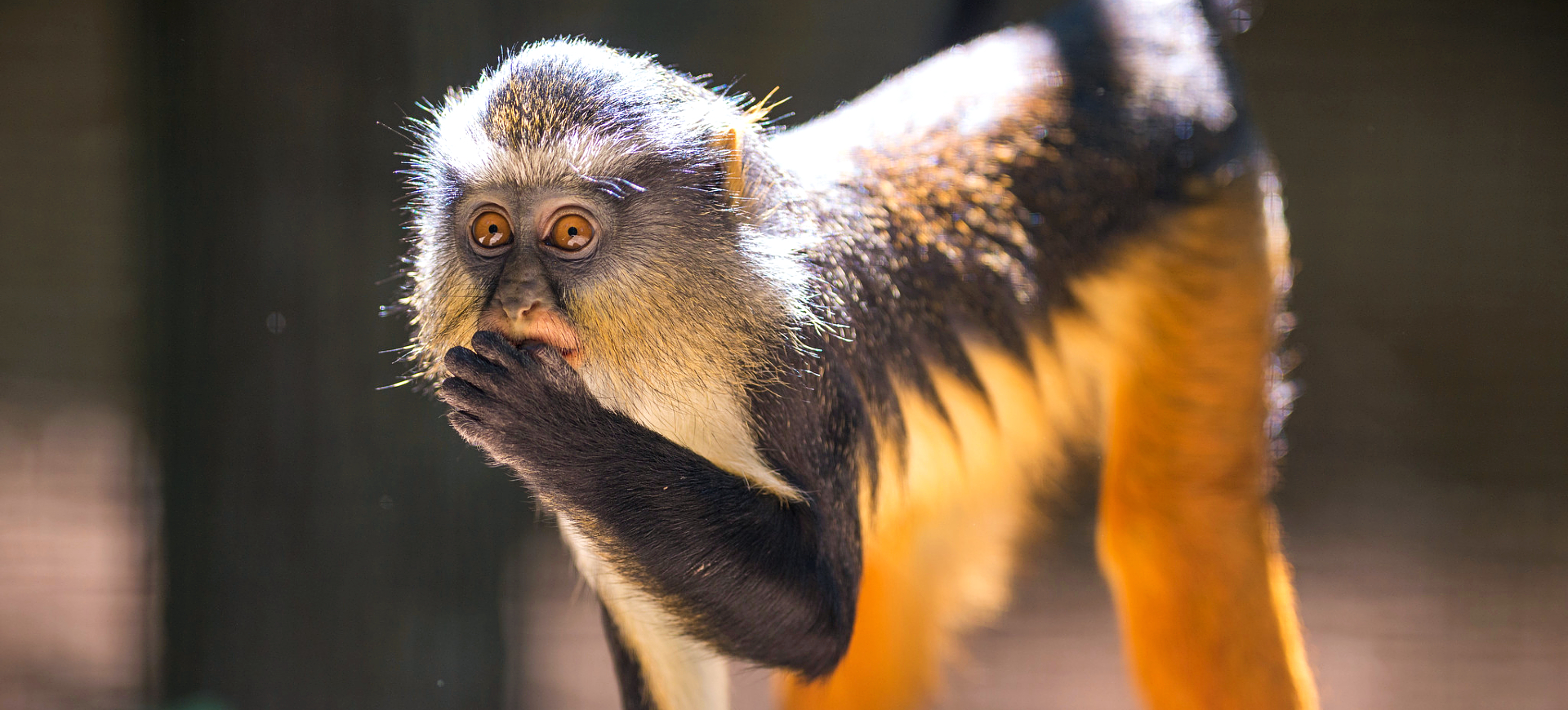 Wolf's Guenon