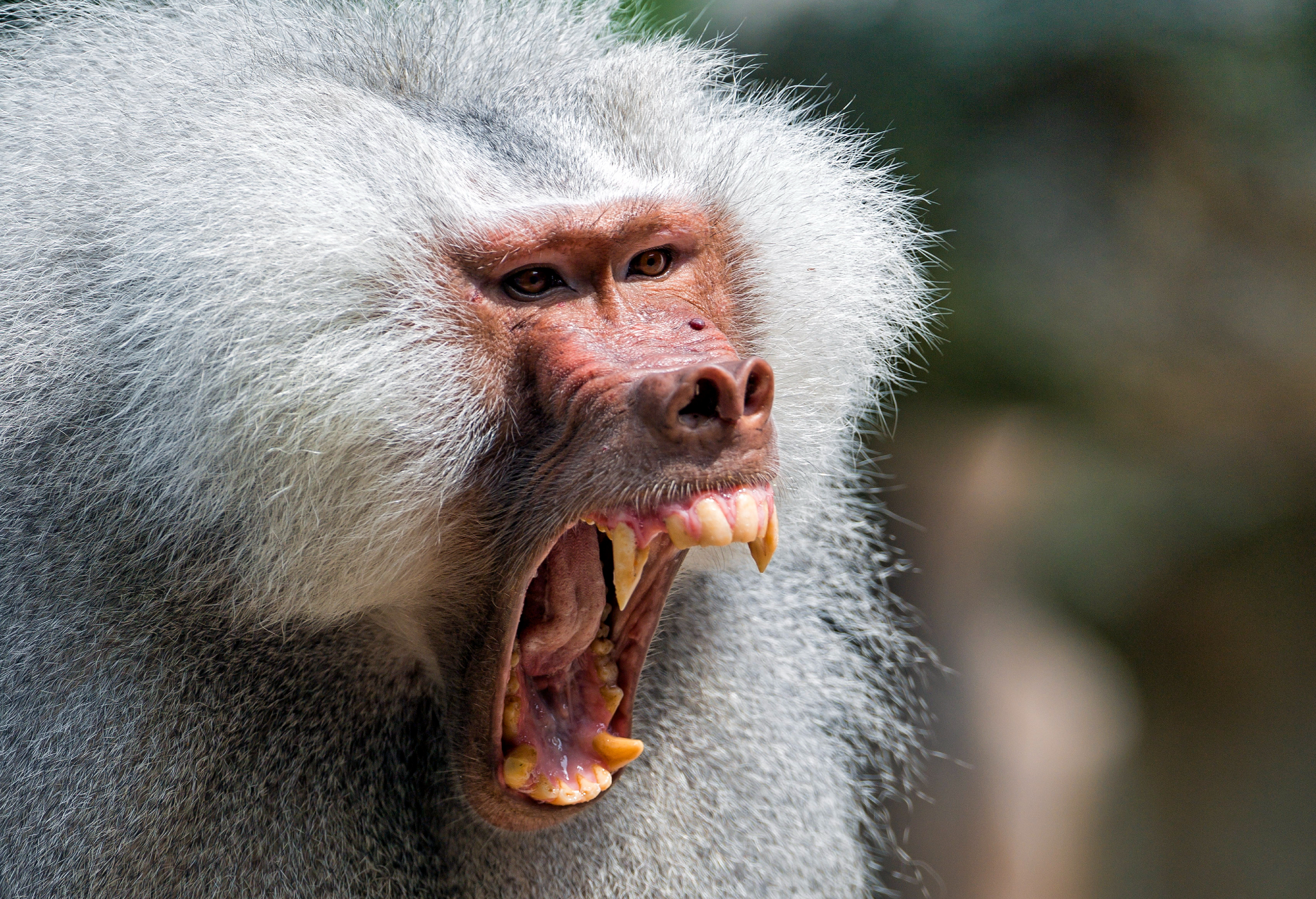 Hamadryas Baboon