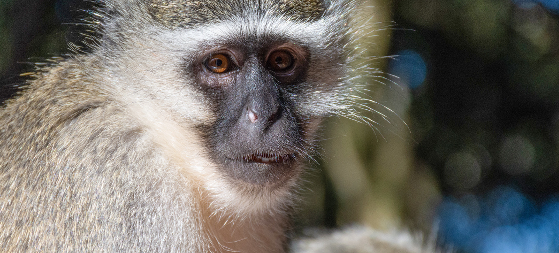 Vervet Monkey