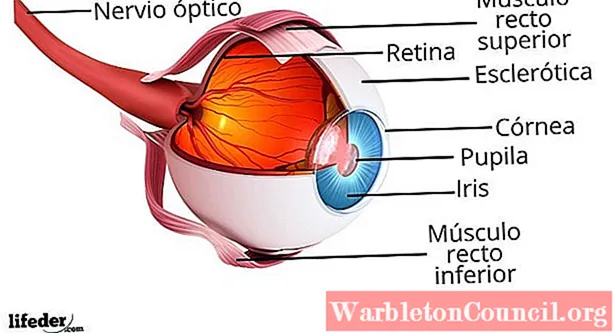 Het oog, onderdelen en functies