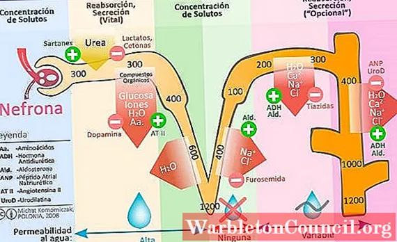 natriuresis ကဘာလဲ?