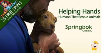Springbok Greets Animal Rescuers with New Promotion