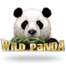 Wild Panda