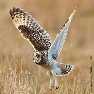 Short-eared Owl