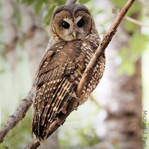 Spotted Owl