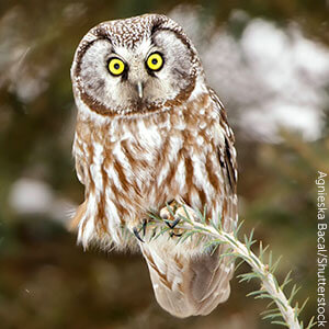 Boreal Owl