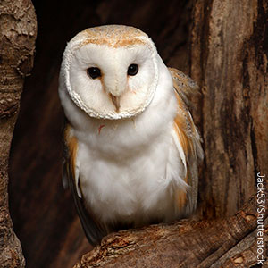 Barn owls are one of the many types of owls found in the United States