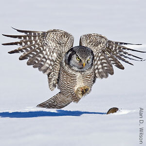 Northern Hawk Owl