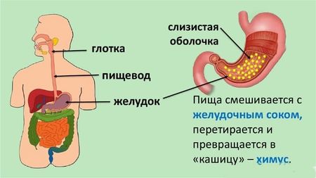 Попа-не-слипнется.jpeg