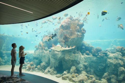 白日梦岛Daydream Island Resort的几个看水族馆的人