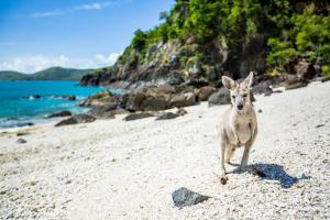 白日梦岛Daydream Island Resort的一只袋鼠站在海边的海滩上