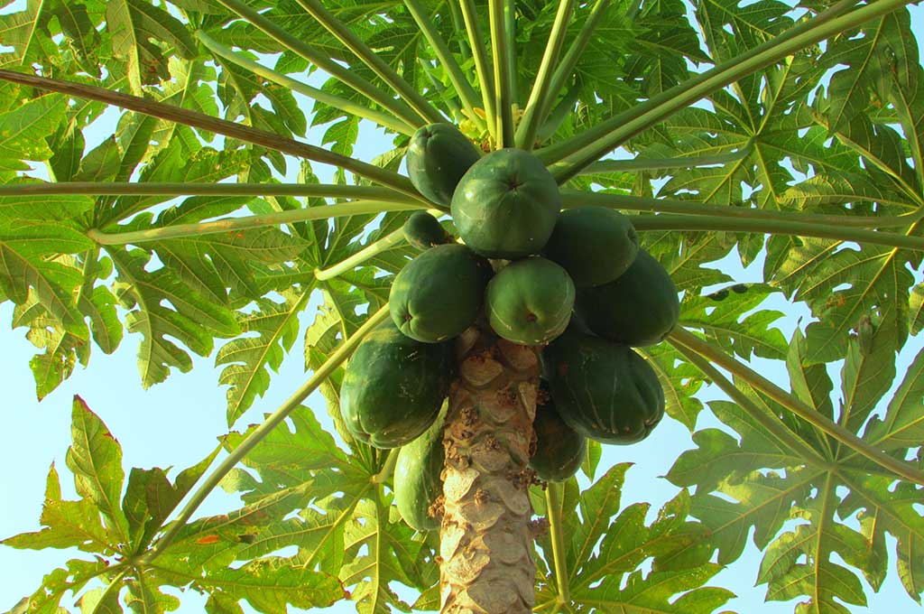 Papaya