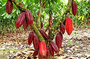 cultivo de cacao - ventajas y desventajas