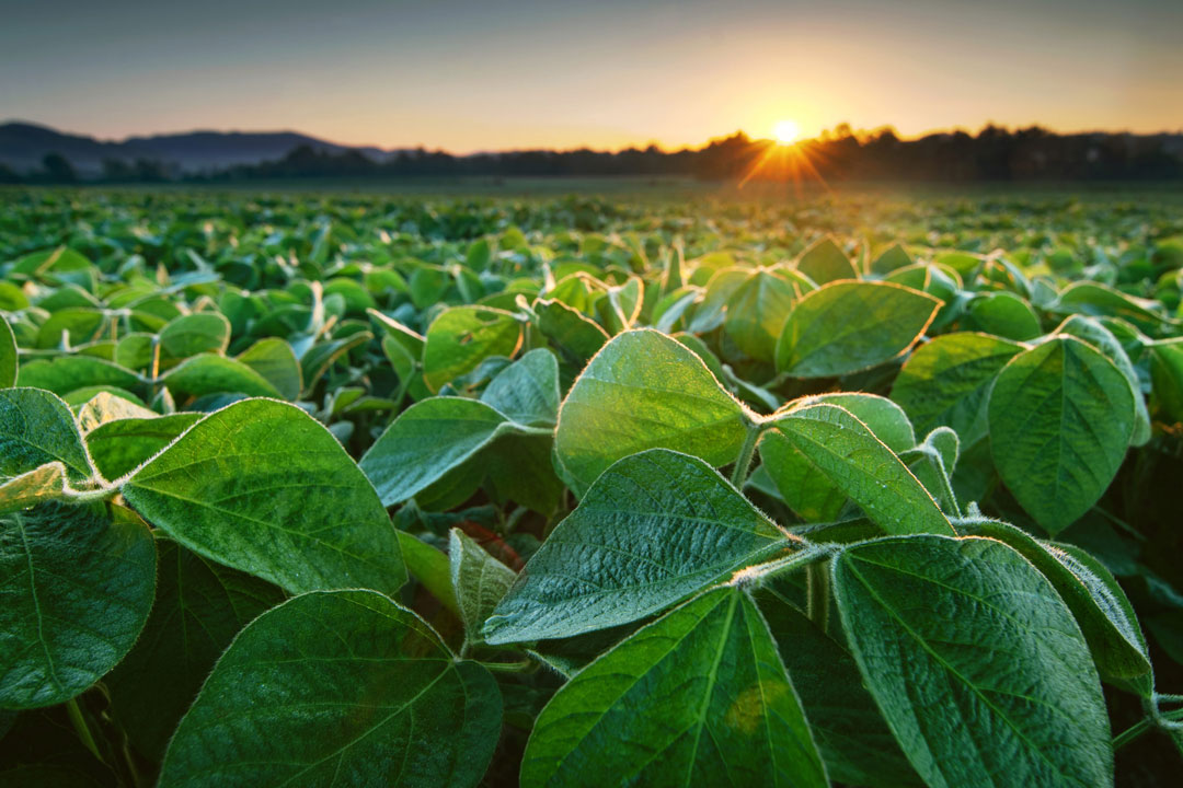 cultivo de soya - manejo agronomico del cultivo de soya