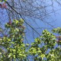 Green leaves and blue sky.