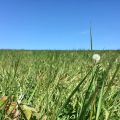 Checked in at Sheepcote Valley. Lying in the grass on a hillside — with Jessica