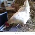 Having a meeting with my @Clearleft colleagues, Pippa the goat, and Bianca the chicken (taking notes).