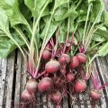 Last of the summer harvest: beets, chard, and spinach.