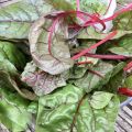 Last of the summer harvest: beets, chard, and spinach.