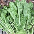 Last of the summer harvest: beets, chard, and spinach.