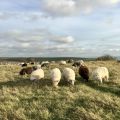 I met some nice sheep on yesterday’s walk. 🐑