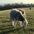 Fluffy sheep grazing on the hillside in the low winter sunlight.